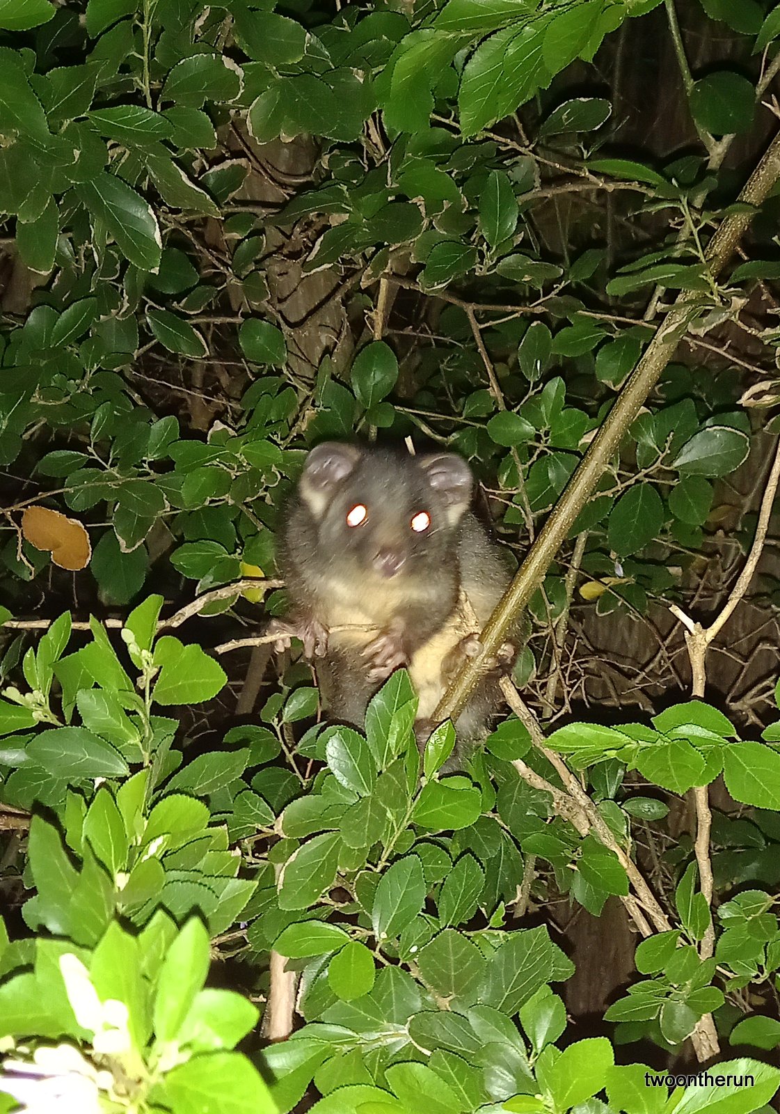 Possum auf dem Campingplatz