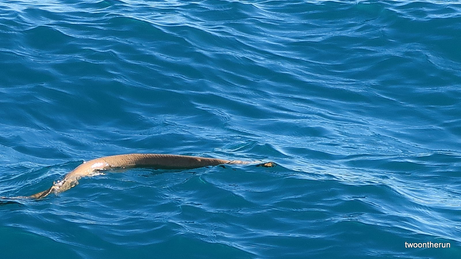 Broome Bootsausflug - Wasserschlange