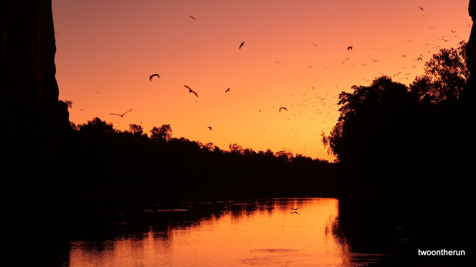 Windjana Gorge - Flughunde fliegen aus