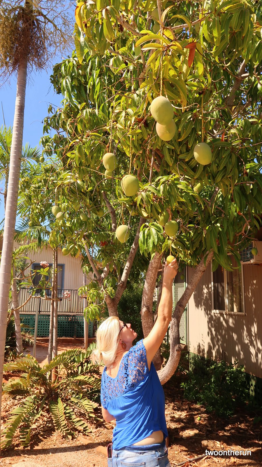 RAC Caravan Park & Resort - Mango pflücken