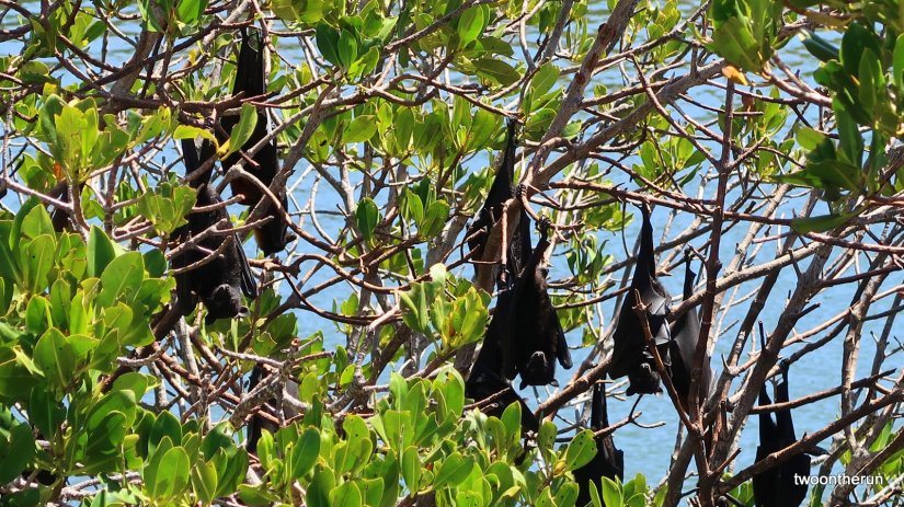 Yardie Creek Trail - Flughunde
